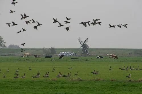 vogelgriep h5n8 weiland vogels gemeente harderwijk