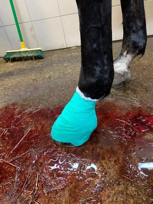 wanette 16 december wond net verbonden e1609226601478