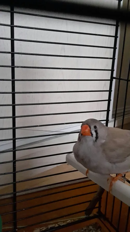 zebravink harderwijk