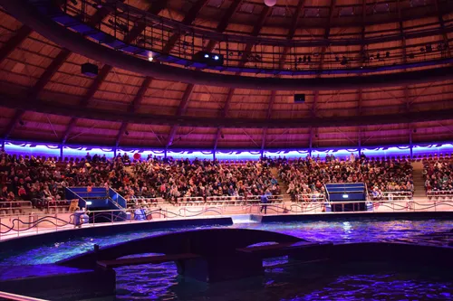 Dolfinarium DolfijndoMijn1