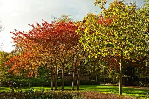mabelamber-trees-2944215_1920