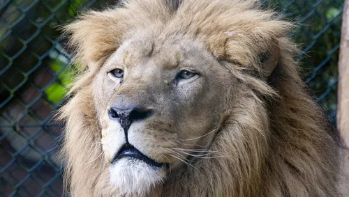 10498360 837864432892177 2442278596285568648 o leeuw 915x518 1