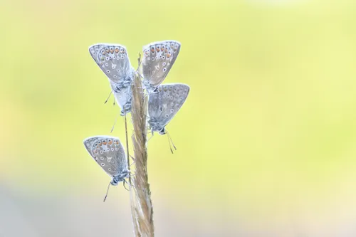 61328718 340791243213172 7909642756207673344 n