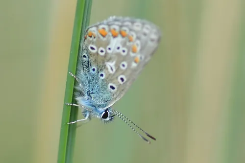 61498729 440775139988404 3517275733762244608 n