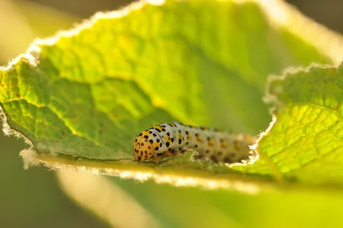 65835072 2860076864218054 4245744587080990720 n