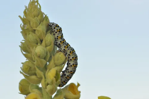 66271944 355936571998127 9139364482294743040 n