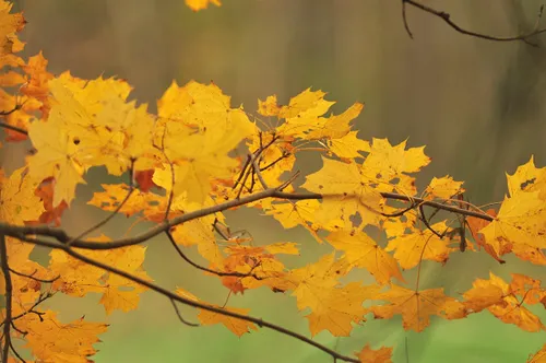 69346989 2490320711052197 1781952974440890368 n