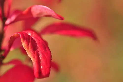 71177817 1642994972492242 6729484742263046144 n