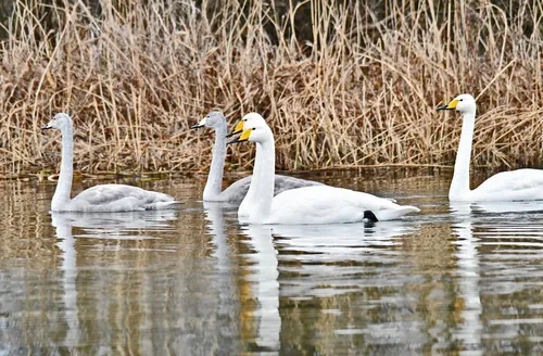 78926900 536452033867009 1107308638390714368 n