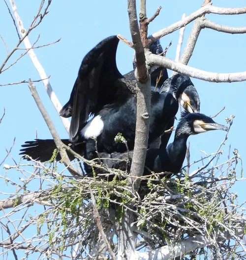 92893949 2792487934183788 7879606602502766592 o