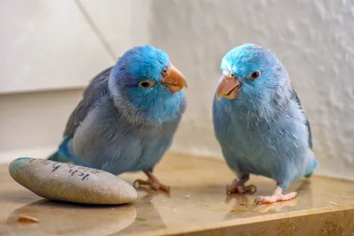 animals 3982167 1920pixabay