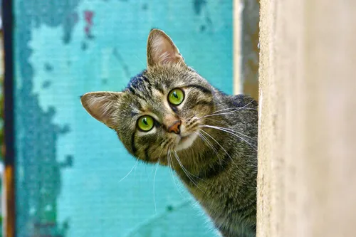 bogdan farca cex86malusc unsplash