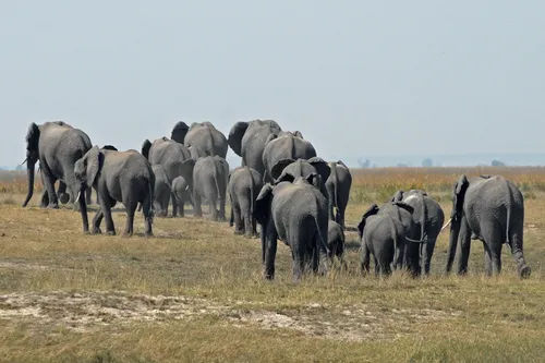 botswana 874176 1920 hbieser via pixabay