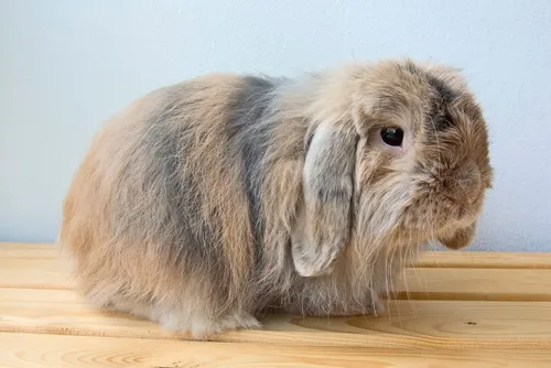 cashmere lop wiki