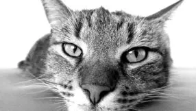 cat 98359 1920 286x162