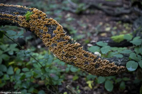 cdnnieuwsnl5i5a5563 1024x683 c05af3c1074fdcf7869bb41a97f90f19d3734694