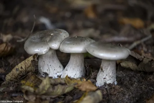 cdnnieuwsnl5i5a5614 1024x683 5369796b58e528cbc91c7df130ef9e2df6c736f6