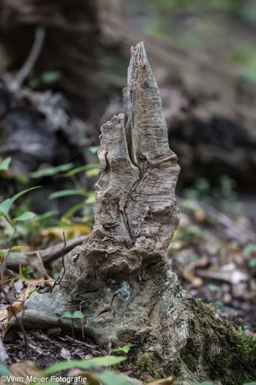 cdnnieuwsnl5i5a5646b 683x1024 68c7bdf75592c3a561bd9f57f0dbe7854222cc5f