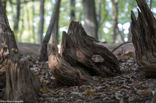 cdnnieuwsnl5i5a5953 1024x683 855ab45b02f9635e93464e8eab54f3c3469e6e41