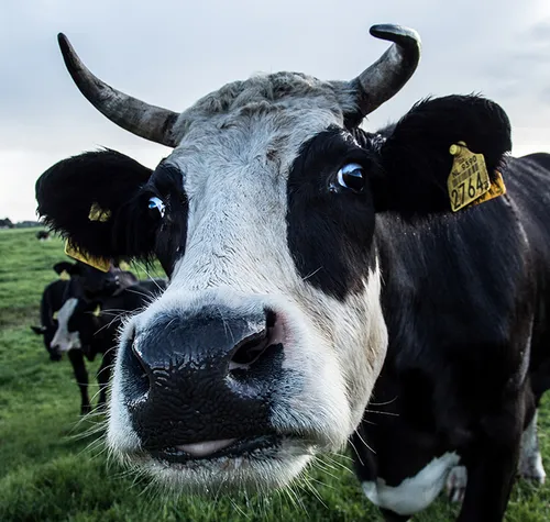 cdnnieuwsnlcdn nieuwsnlwat zie jij e640901b1a7e640e5204f5964d8c4494c4637666