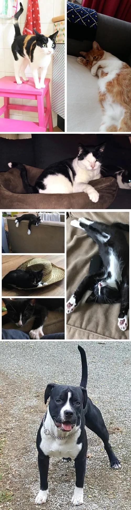 cdnnieuwsnlmediasites14320161119174507cdnnieuwsnlmediasites4320161119174347collage 19 11 7f9e3682577f1f839d54a1ae1a4cf78e4e7467df d1c452437ef385fe9def73df6ea75a278a2f4a44