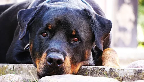 cdnnieuwsnlmediasites14320161130155023cdnnieuwsnlmediasites4320161130154526dog 1576497 960 720 pixa 92075850c6378dbbaed09076ce96cdb8148c74b6 34dada704427a44bb44bc2161afab64e50e0a82a