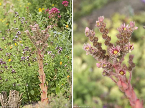 cdnnieuwsnlmediasites14320170730223811cdnnieuwsnlmediasites4320170730222159naamloos 1wie het weet collage 64e8f3d885ebec1d491f073961e8cd31a455c255 67c12f344e65682e020f697490a00734b4e4a1d3