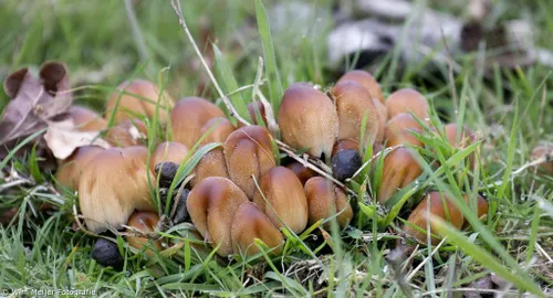 cdnnieuwsnlmediasites43201610302148551980375 916066915071928 492485464338328023 o 1024x553 cb85ae900660e8a6428b2053c075811b6bbea058