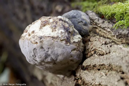 cdnnieuwsnlmediasites432016103021502310547189 907382182607068 1915750691374485763 o 1024x683 218a6b4f8b26149d28df478f4c56f5aafde2efb4