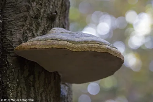 cdnnieuwsnlmediasites4320161031192420wim meijer fotografie 5i5a3649 1024x683 1bf2bf80d56f931ff04637708c2a9c18f61c7420