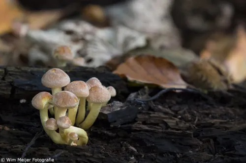cdnnieuwsnlmediasites4320161031192433wim meijer fotografie 5i5a3674 1024x683 83699c1e0230d43632fb0a5fe70911c832136bfc