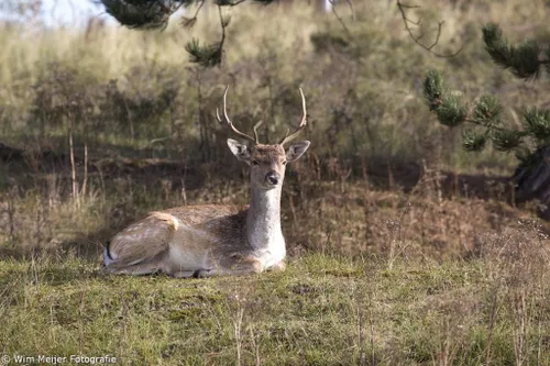 cdnnieuwsnlmediasites4320161102220827wim meijer fotografie 5i5a2882 1024x683 c40bf382293c21cf676af4728db8b967597d931e