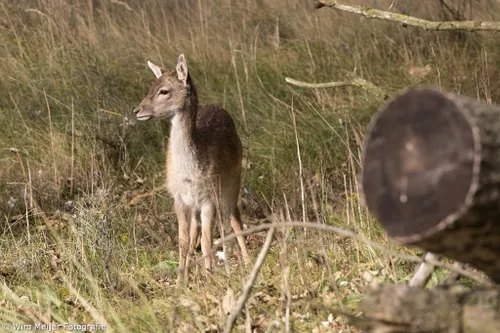 cdnnieuwsnlmediasites4320161102220859wim meijer fotografie 5i5a3287 1024x683 f919644023389694cd47d5551bd19a524d30b35b
