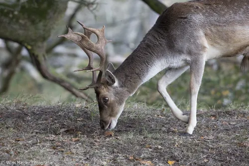 cdnnieuwsnlmediasites4320161102220911wim meijer fotografie 5i5a3320 1024x683 2bd7dc511cd5fac68e263ef173c0c32bc0083f62