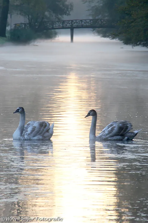 cdnnieuwsnlmediasites4320161104205442wim meijer fotografie zwanenzang 2a6c1edc3ba51f79565d267cabe45424f841c421