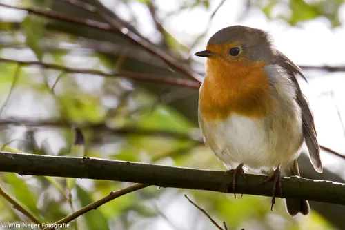 cdnnieuwsnlmediasites4320161104205446wim meijer fotografie roodborstje 7dac96a40eac6ea8968d95b9e3897a42588ebbce