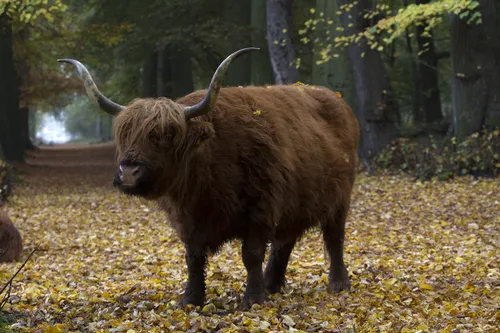 cdnnieuwsnlmediasites4320161104205451wim meijer fotografie img 5895 4eeb2b33f43e986be6f33fc4f6314b73d9192f1b