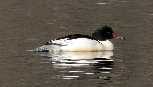 cdnnieuwsnlmediasites4320161110202018zaagbek grote 13 henk van bruggen r 892b19c76249dd16b3c6a31dd885d2a34067a8c5