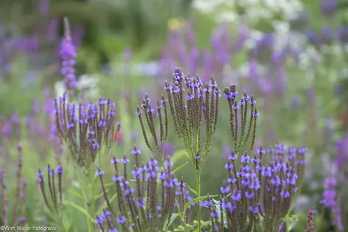 cdnnieuwsnlmediasites4320170723103026i5a1189 8438a22347a6c3c80e7be62fe7ed90e7e02e7876