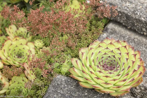 cdnnieuwsnlmediasites4320170727193503i5a1269 c432f5712bebfbb0c7591c972f3019798485b02d