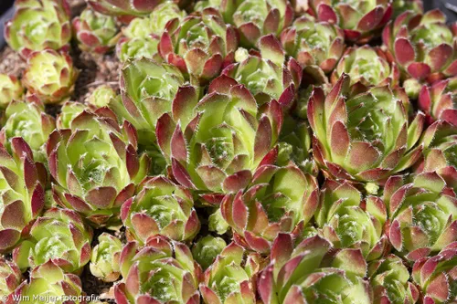 cdnnieuwsnlmediasites4320170801214620tumblr npwdd1xptb1svvyvco8 1280 7f78f4069c6d37d53130a877fecc935d0fd9a13c