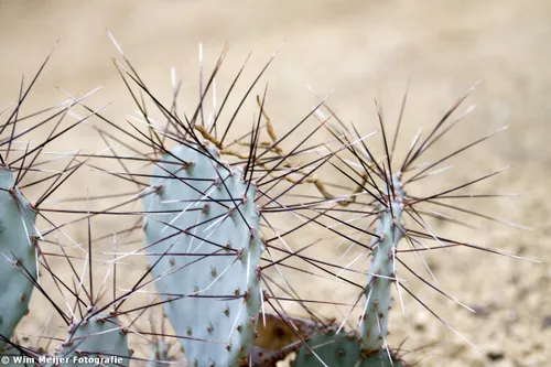 cdnnieuwsnlmediasites4320170820091426tumblr mw59hljnpg1svvyvco7 1280 db15ddb08aae90ccdb7d327544dd1af17f775ce2