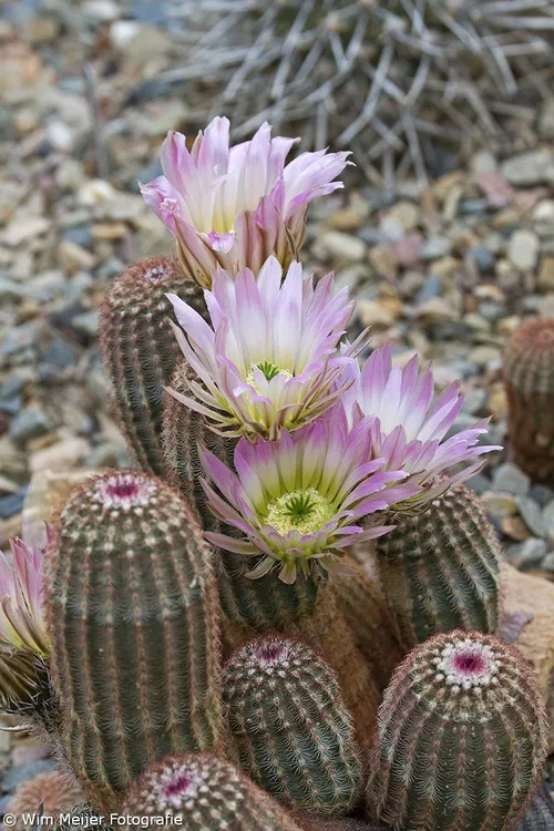 cdnnieuwsnlmediasites4320170820091457tumblr npwdd1xptb1svvyvco3 1280 bebdcf03e5cb4c1c1580cf45770d9dc11f421aa7