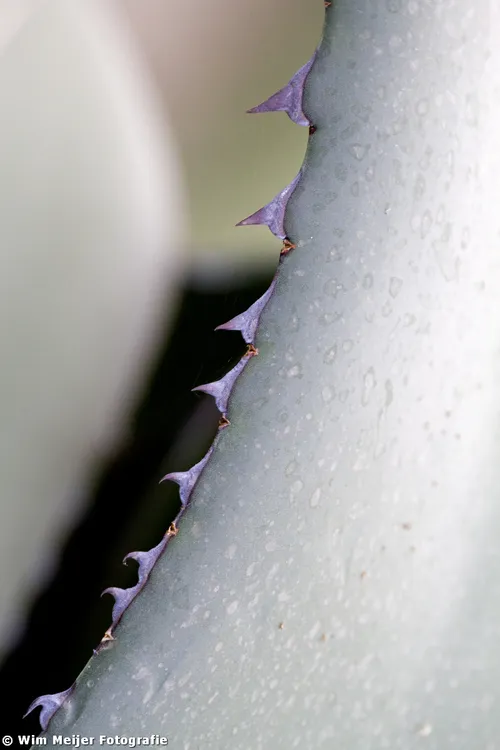 cdnnieuwsnlmediasites432017082009282610815780304 6680a0e35d o 57bb594d076a101f050f51a0f154d31e47170c0e