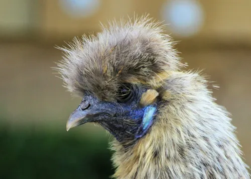 chicken 2343278 1920