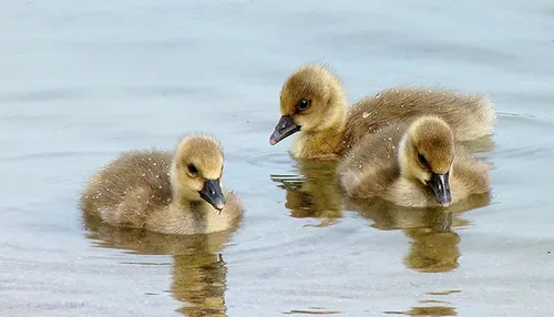 chicks 805104 pixbay banner