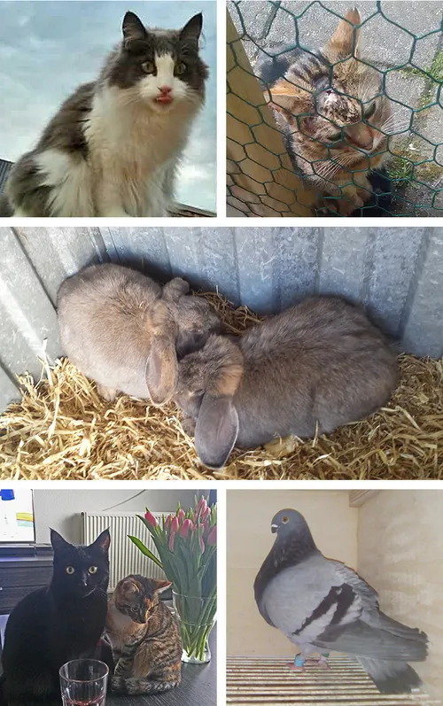 collage vermist 21 5