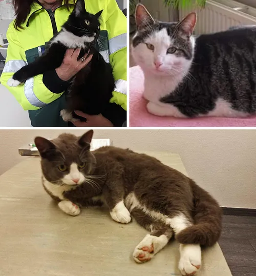 collage vermiste dieren 13 03