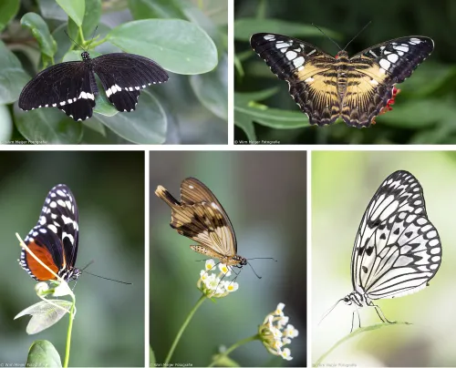 combi vlindorado 3 small