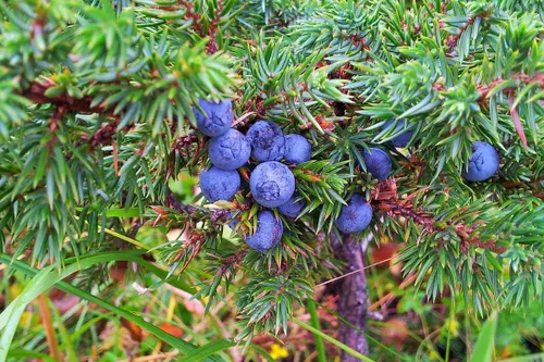 forest g763b2cdcf 1920